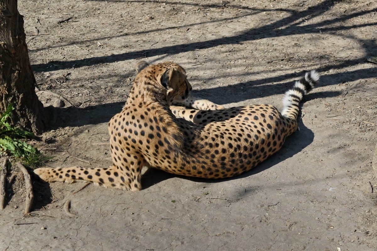 leopardo, safári, predador, Chita, gato, Peles, vida selvagem, felino