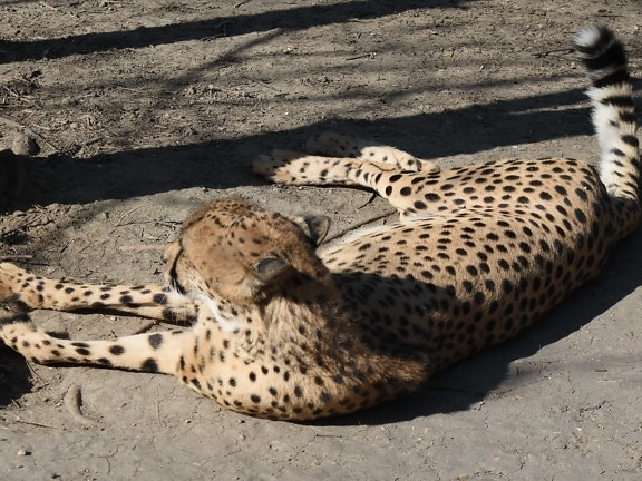 leopard, Mačací, mačka, divoké, gepard, Safari, voľne žijúcich živočíchov, dravec