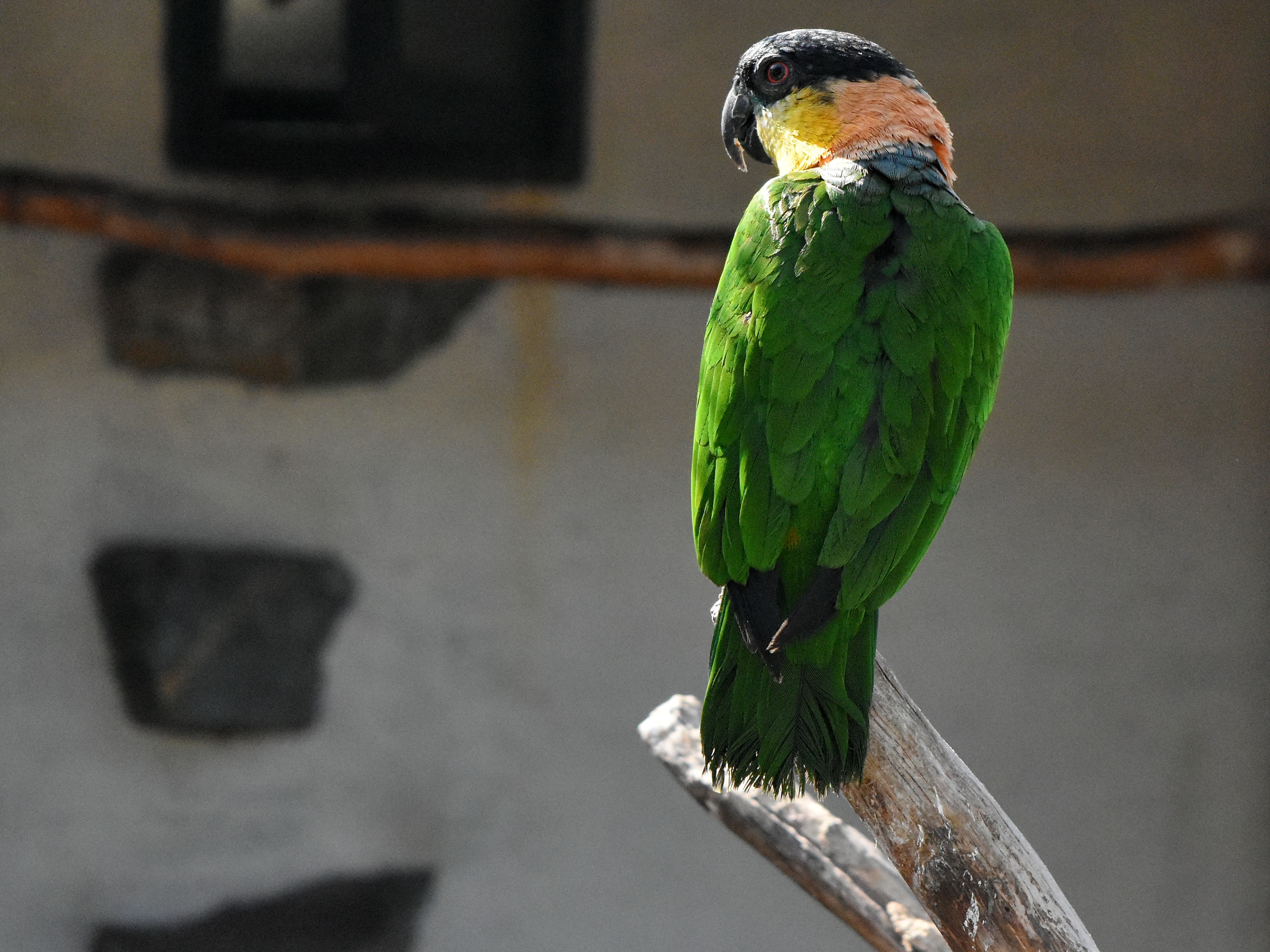 フリー写真画像 動物園 動物学 動物 くちばし 熱帯 羽 オウム 鳥