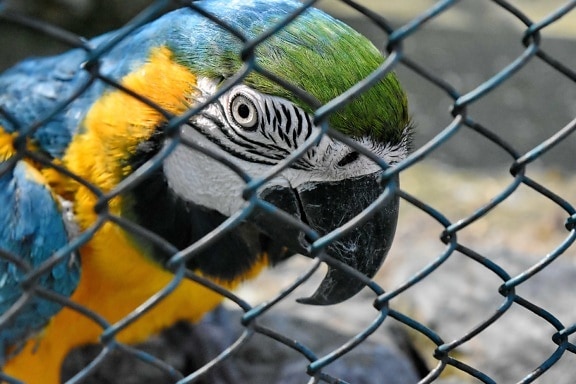 cage, macaw, zoo, zoology, beak, bird, wildlife, parrot