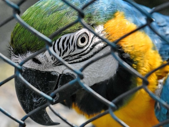 wildlife, parrot, animal, bird, beak, feather, macaw, cage