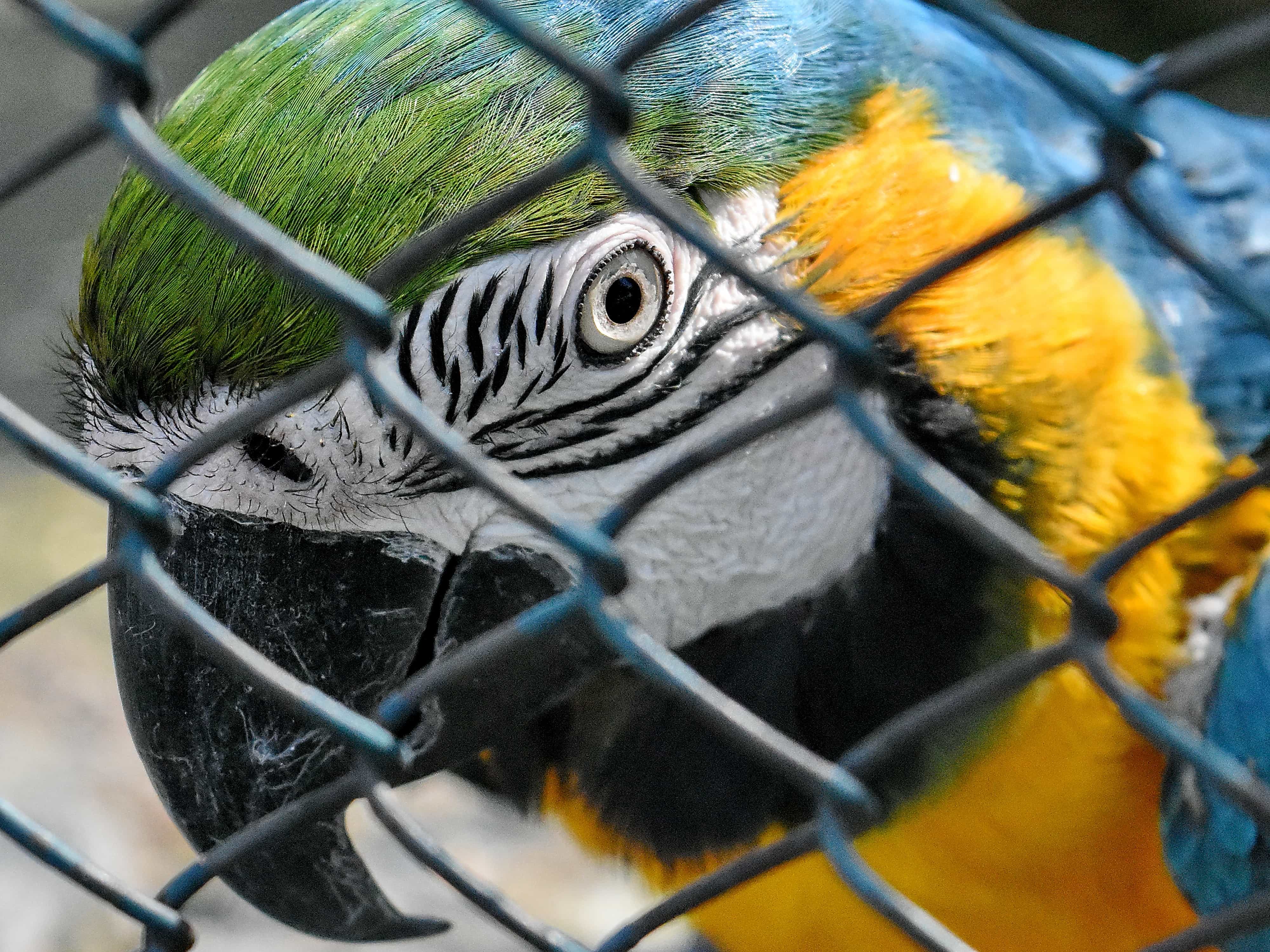 billede: dyreliv, papegøje, fugl, næb, fjer, Ara, bur