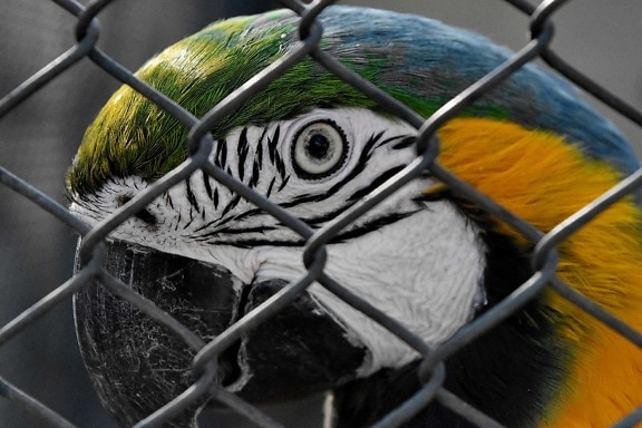 animal, parrot, macaw, bird, wildlife, cage, outdoors, fence