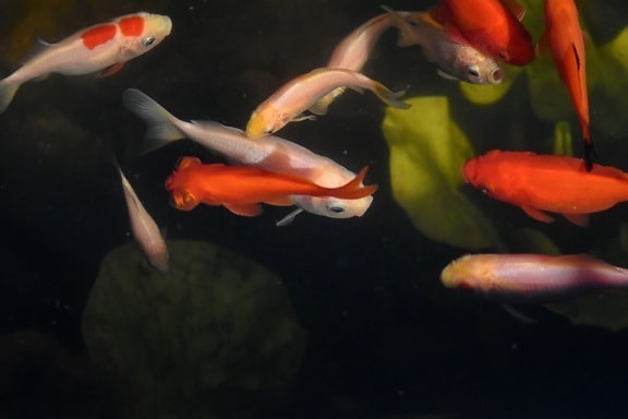 poisson rouge, sous l’eau, Aquarium, piscine, poisson, eau, faune, Motion