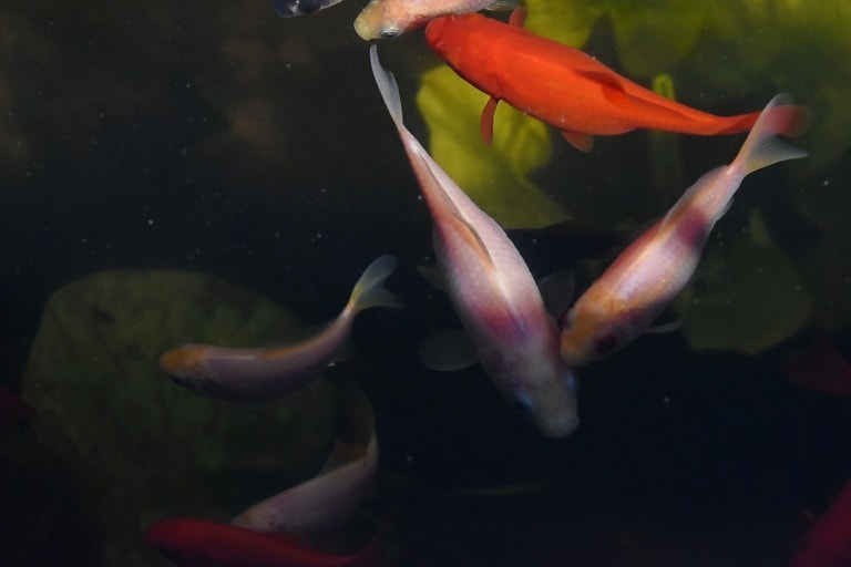 10+ Goldfish free images