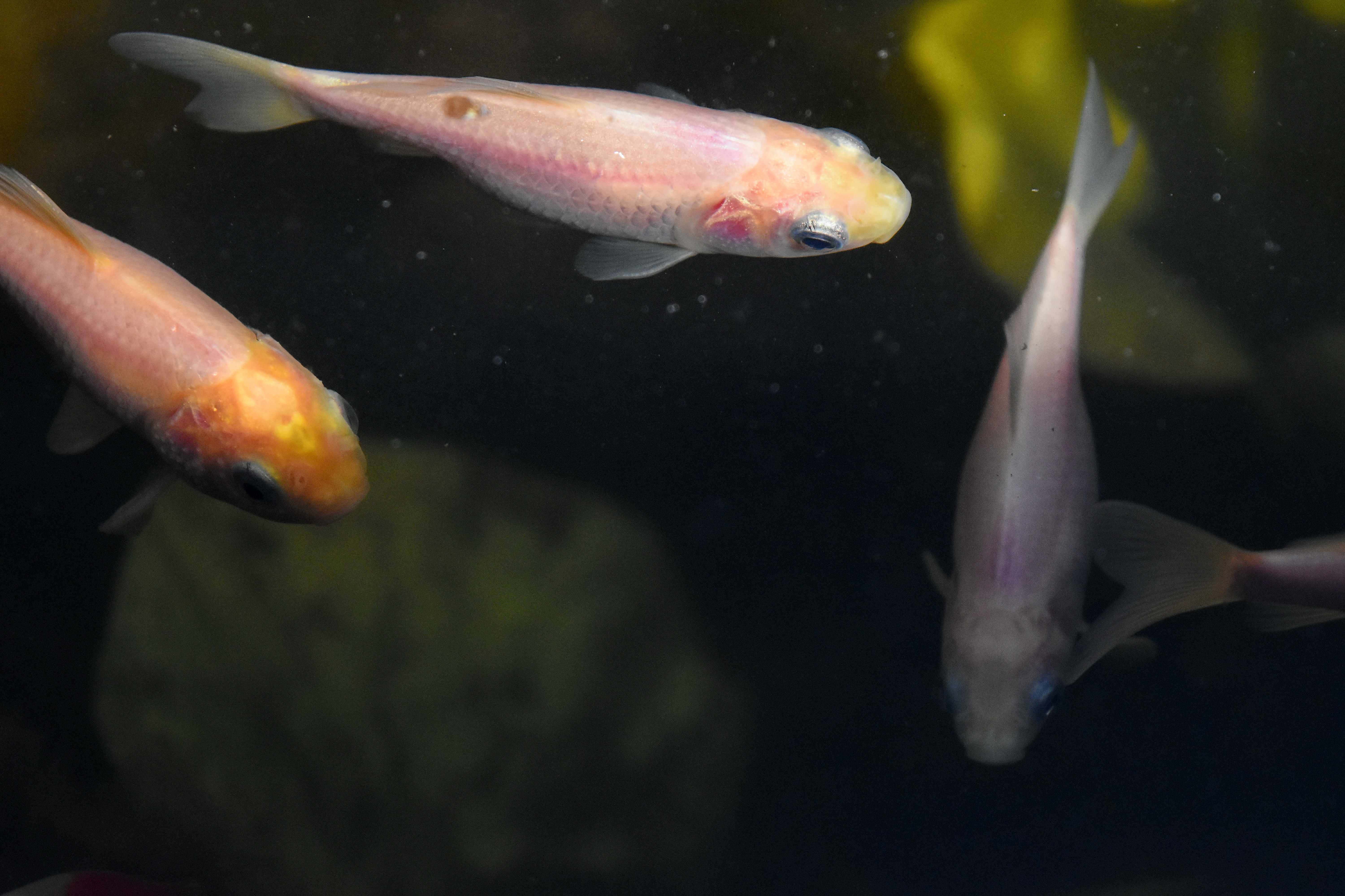 Маленькие рыбки плавают в аквариуме любопытный. Розовая рыбка в аквариуме прозрачном Минимализм фото. Cold Water Fish.