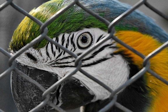 bird, equine, macaw, wildlife, barrier, nature, outdoors, cage