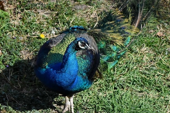 colourful, portrait, feather, peacock, nature, peafowl, wildlife, bird