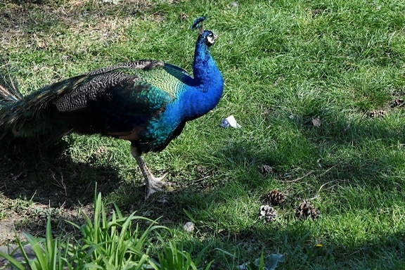 vogel, Peacock, natuur, Pauw, dieren in het wild, dier, buitenshuis, gras