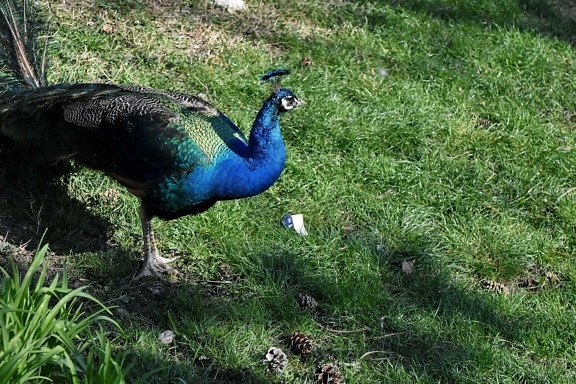 Peacock, natuur, Pauw, vogel, Fazant, dieren in het wild, buitenshuis, gras