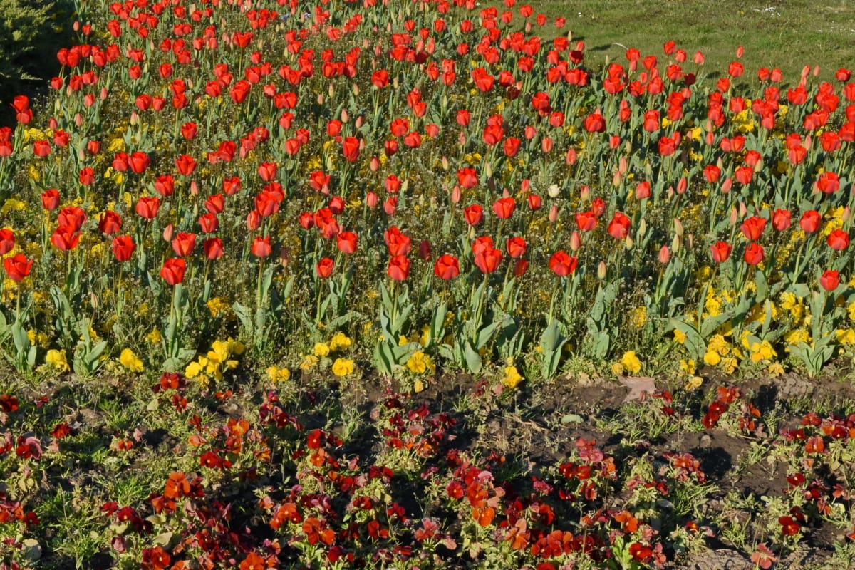 Tulipan, pole, Sprężynowy, Kwitnienie, ogród, flora, kwiaty, kwiat