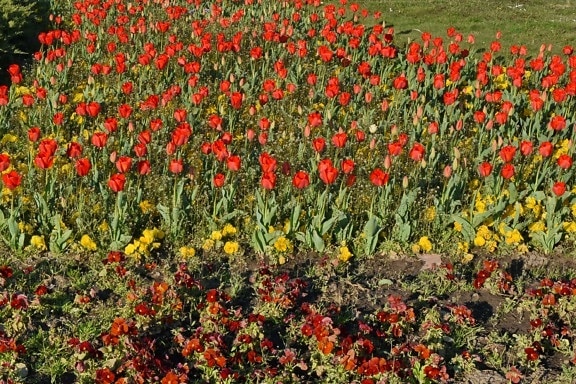 tulipan, feltet, vår, blomstrende, hage, flora, blomster, blomst
