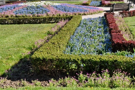 Strauch, Flora, Lavendel, Blume, Feld, Anlage, Garten, Natur