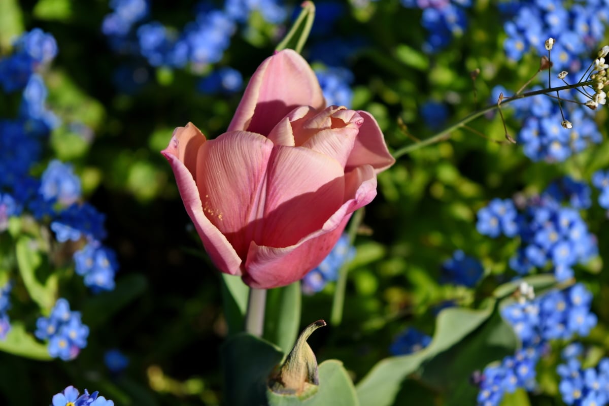 flor, Pétalo, Tulip, brote, Jardín, color de rosa, arbusto, naturaleza