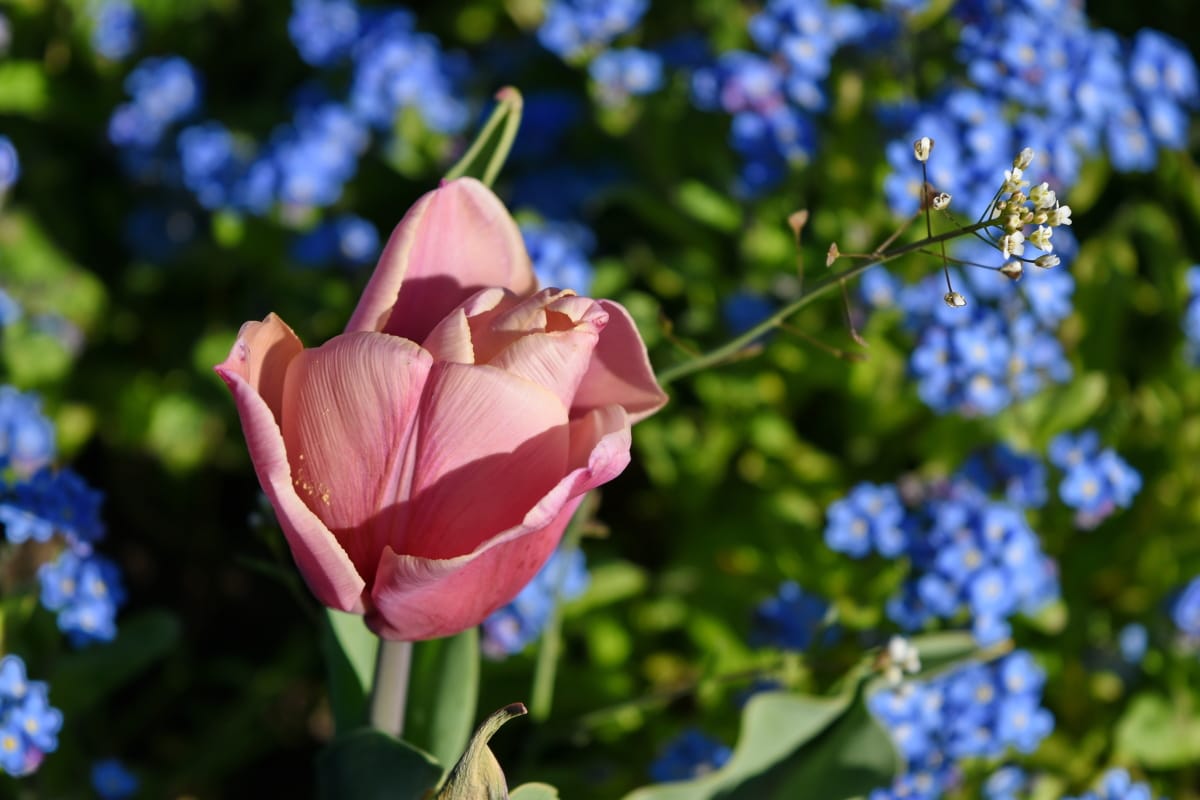 różowy, Tulipan, Natura, Płatek, roślina, kwiat, zioło, flora