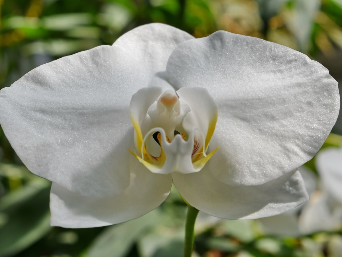 detaily, orchidej, pestík, bílá, Příroda, okvětní lístek, zahrada, jaro