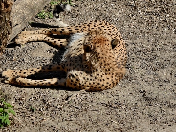 voľne žijúcich živočíchov, divoké, Safari, mačka, gepard, príroda, zviera, leopard