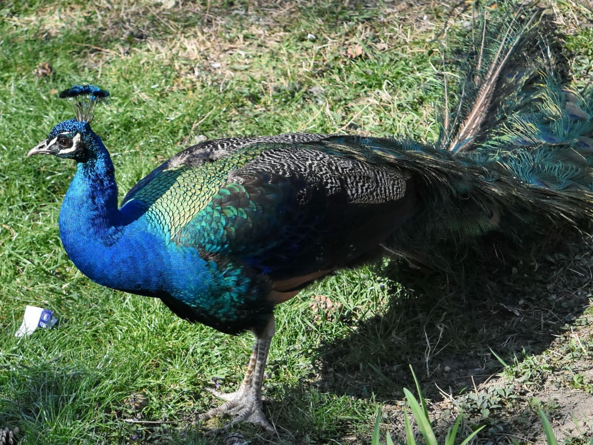 nature, wildlife, animal, bird, feather, peafowl, peacock, neck