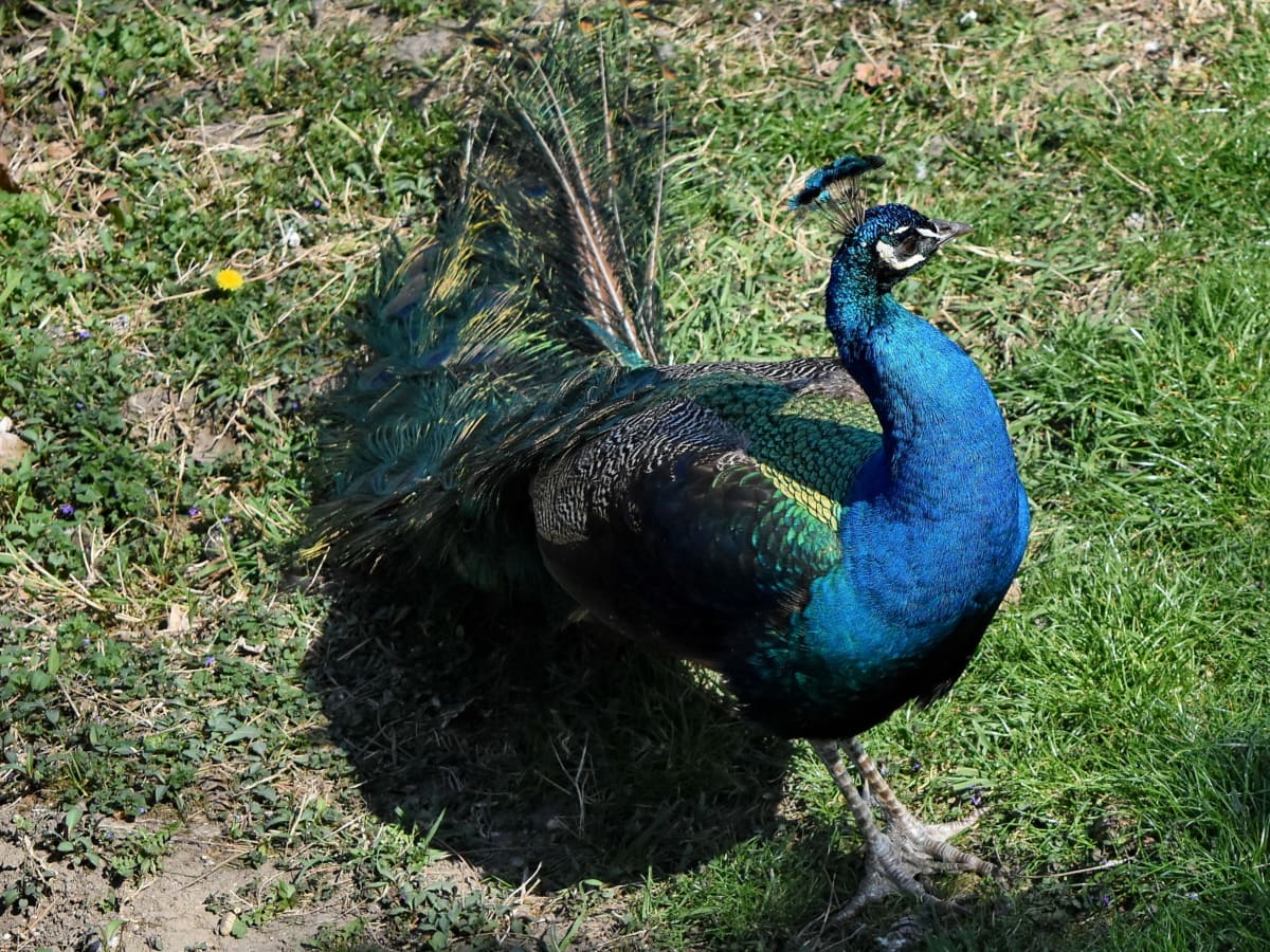 Peacock, natuur, vogel, veer, dieren in het wild, dier, pluimvee, snavel