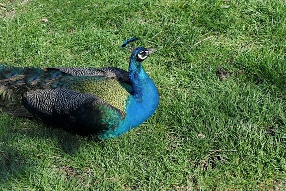 ornithology, wildlife, nature, peacock, feather, bird, pheasant, peafowl