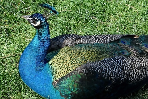 beautiful, head, feather, peacock, tail, wildlife, bird, nature