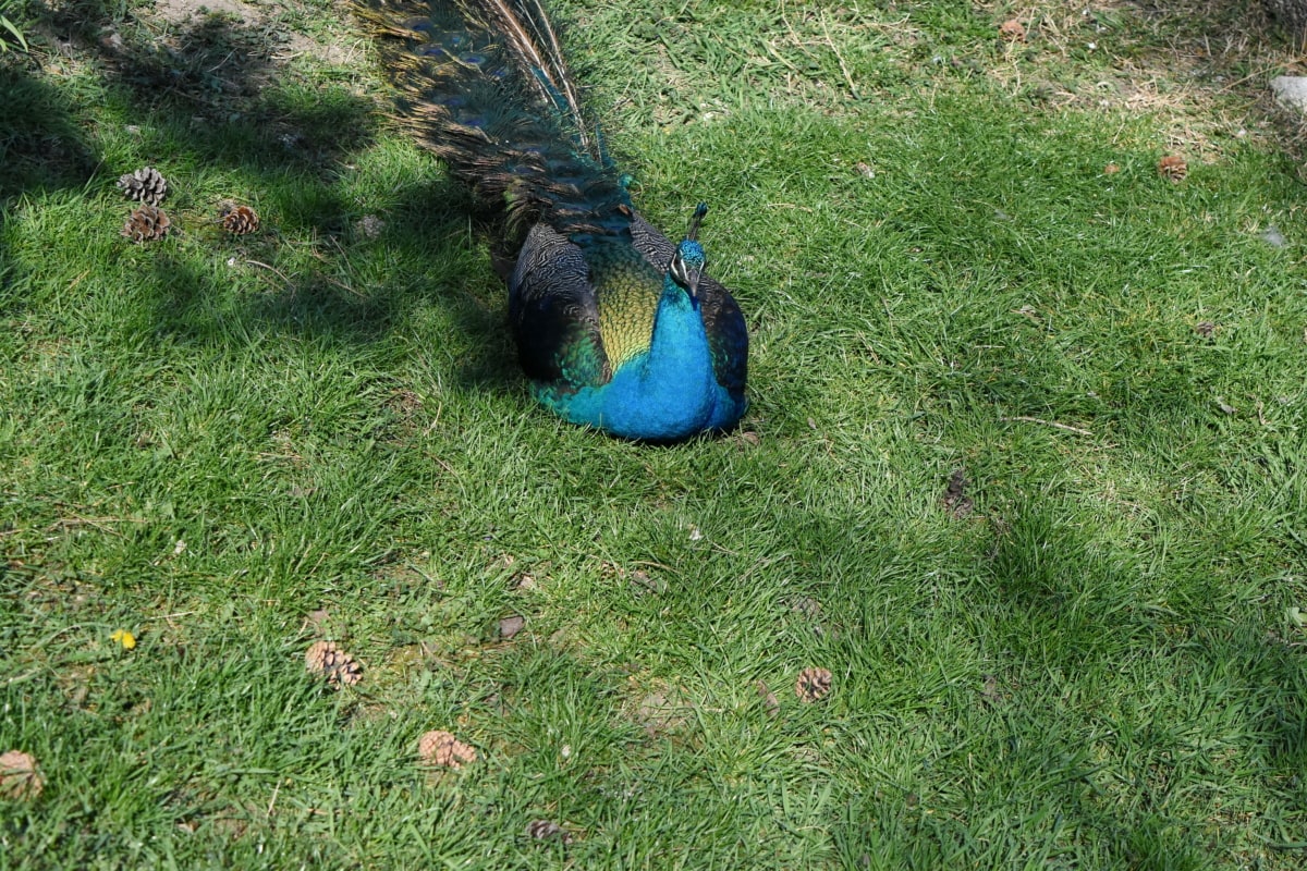 peacock, grass, pheasant, peafowl, nature, bird, outdoors, garden