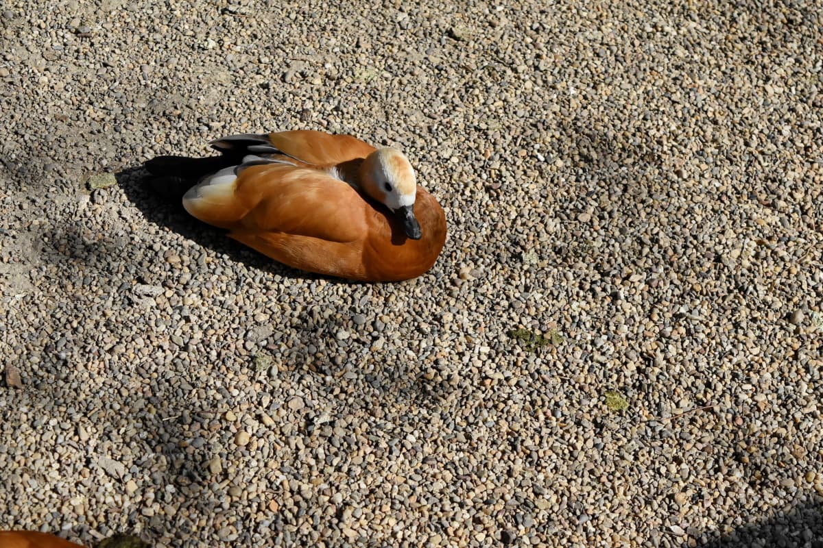 pato, marrón claro, pájaro, Color, cubierta, luz del día, tierra, naturaleza