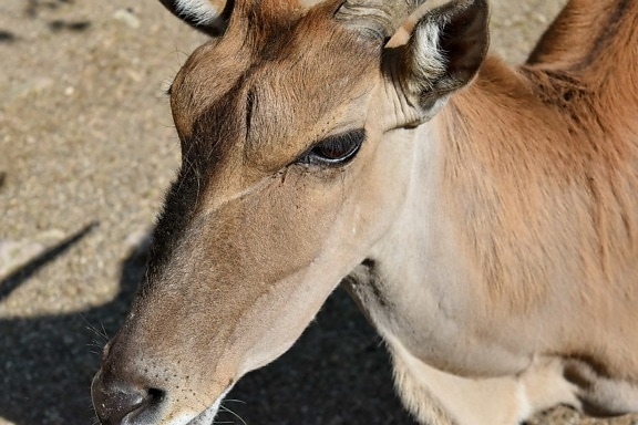 animal, animals, antelope, brown, cute, equine, eye, farm