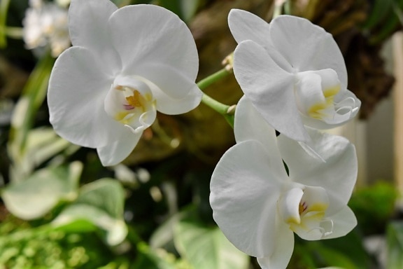 orchid, white flower, flower, flora, garden, blooming, plant, nature