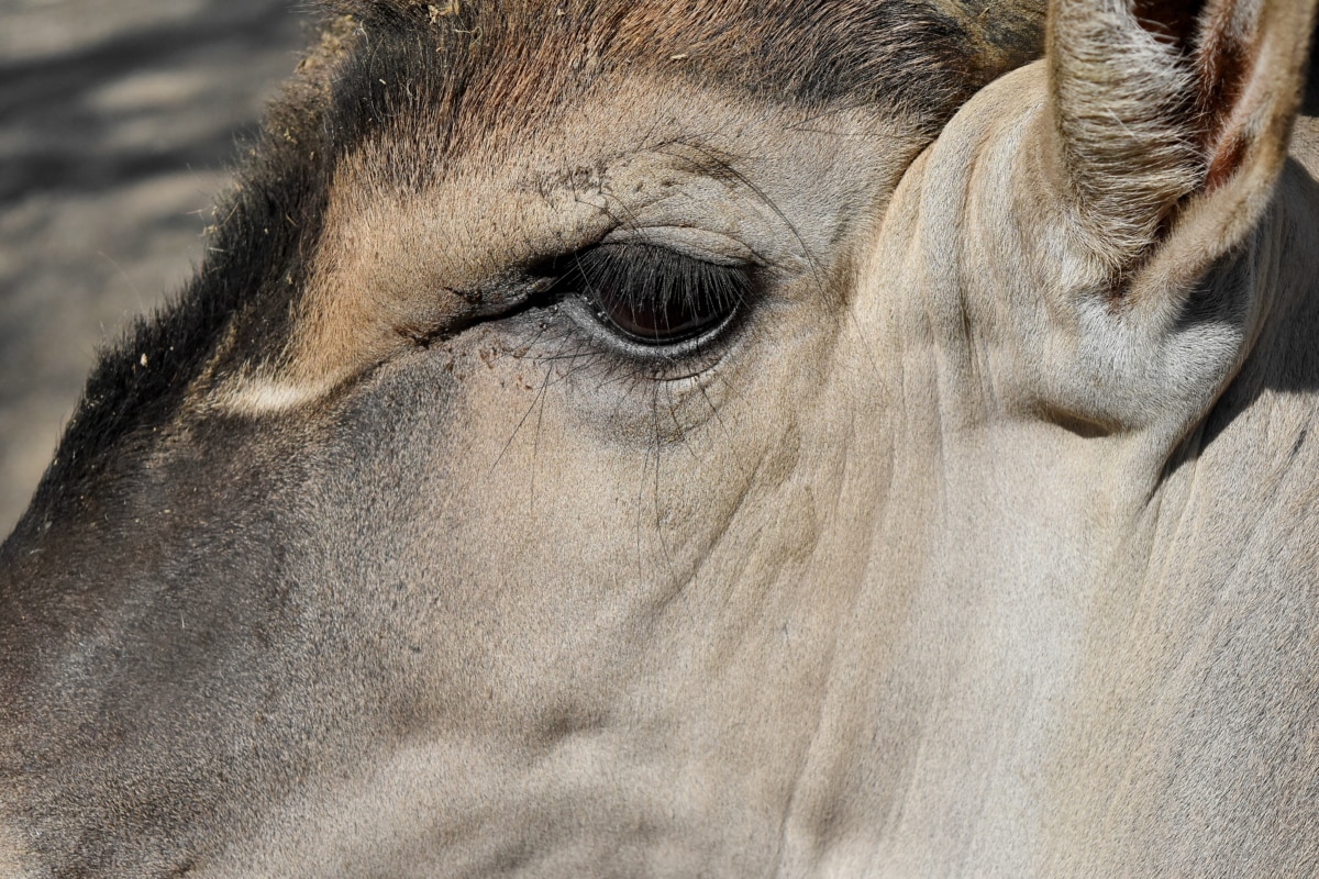 动物, 羚羊, 棕色, 颜色, 可爱, 眼睛, 眼睛, 脸