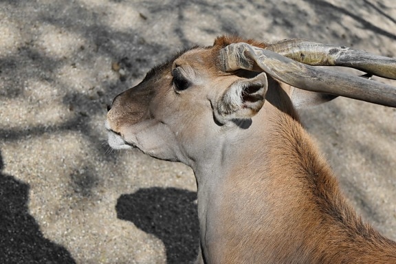 animal, antelope, big horn, brown, cute, daylight, desert, eye