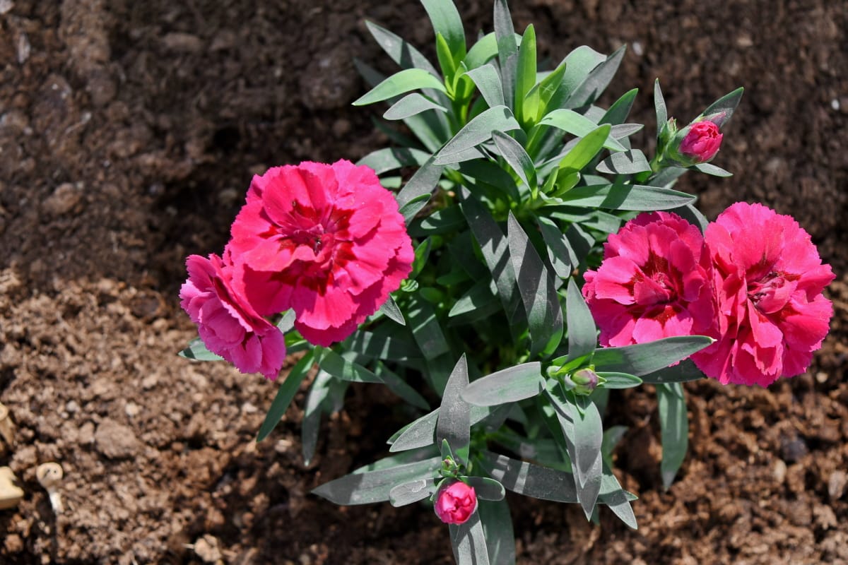 carnation, flower bud, flower garden, pinkish, red, pink, leaf, flora