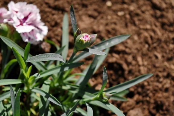 フリー写真画像 カーネーション ピンク 花 工場 フローラ ガーデン 生物 葉