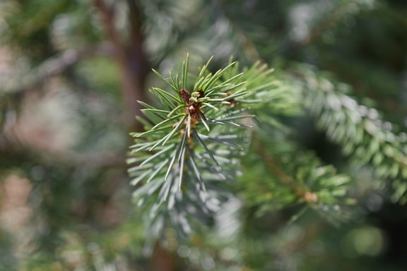 conifer, green leaves, branch, plant, nature, evergreen, pine, tree