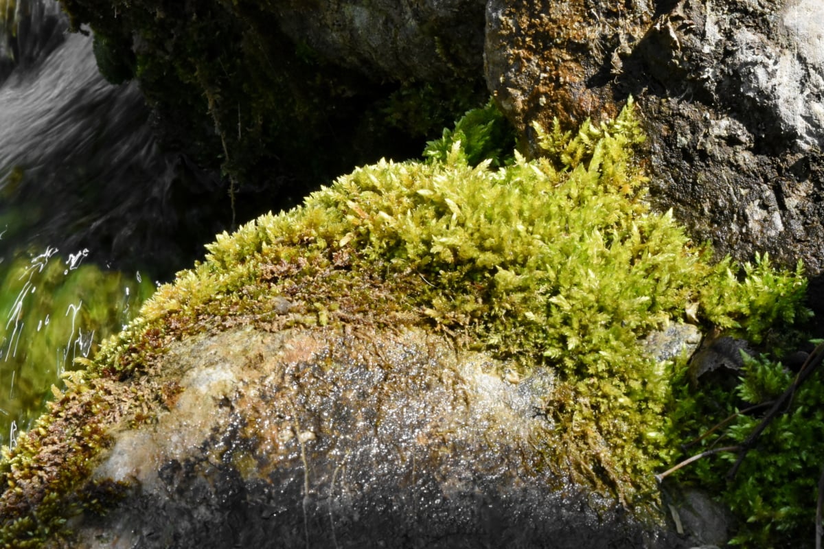 lichen, malul râului, natura, plante, mușchi, copac, apa, în aer liber