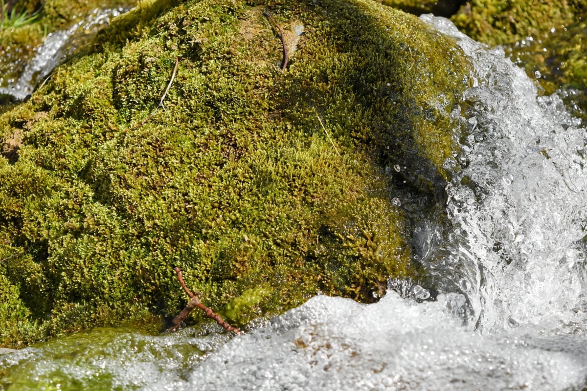 lichen, moss, water, nature, tree, rock, stone, stream