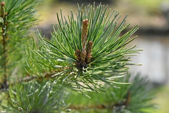 conifere, dell'ago, Evergreen, Natale, ramo, inverno, pino, albero