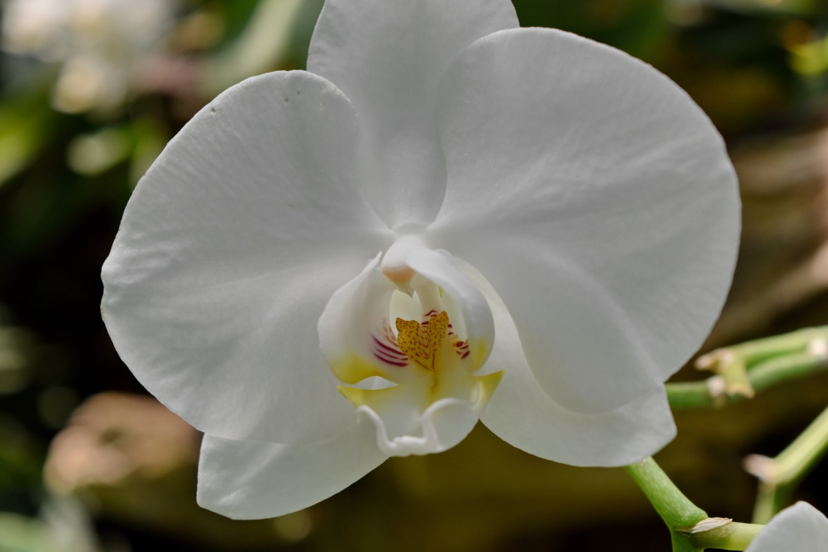 bloemknop, bloementuin, orchidee, bloemblaadjes, witte bloem, flora, bloesem, bloemen