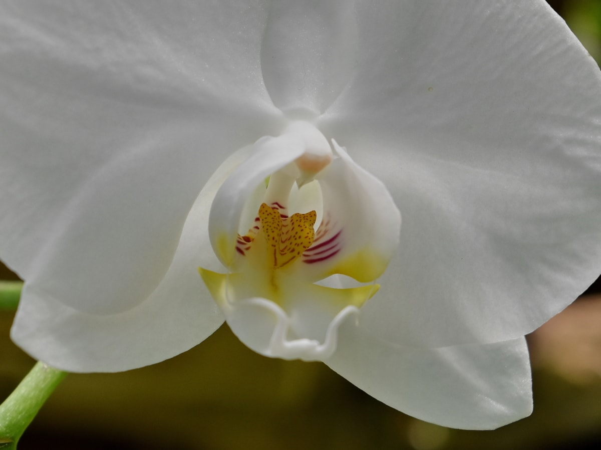 Orchidee, Stempel, Pollen, Blume, Natur, Blütenblatt, Flora, Anlage