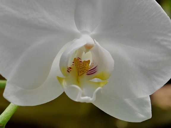 orchidea, pistillo, polline, fiore, natura, petalo, Flora, pianta