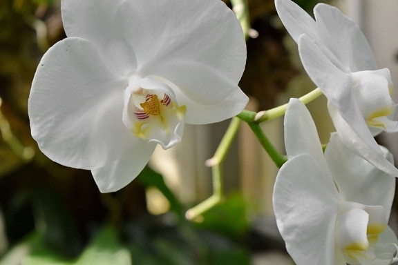 elegant, orchid, flower, flowers, tropical, white, petal, garden