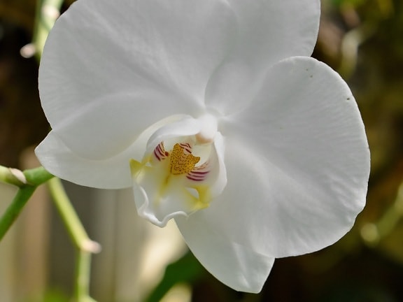 botanic, flower garden, orchid, tropical, flower, white, flora, petal