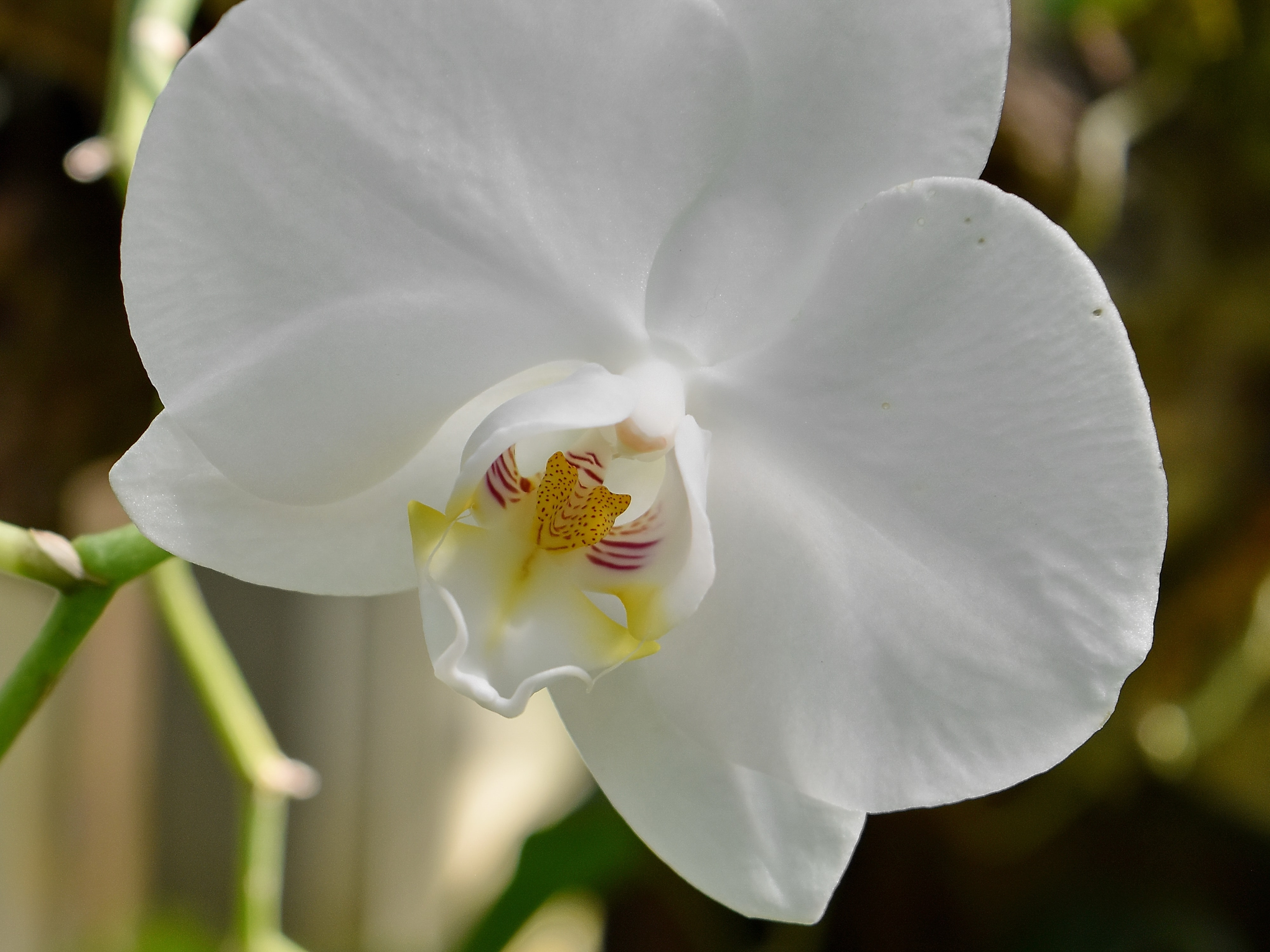 免费照片 植物园 花卉园 兰花 热带 花 白色 植物区系 花瓣