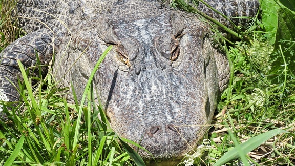 crocodile, reptile, risque, nature, Alligator, faune, animal, sauvage