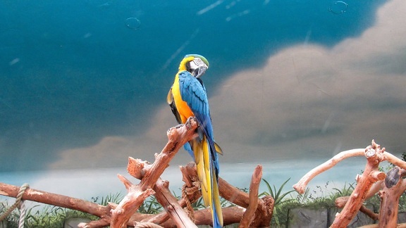macaw, bird, parrot, outdoors, nature, tropical, summer, exotic