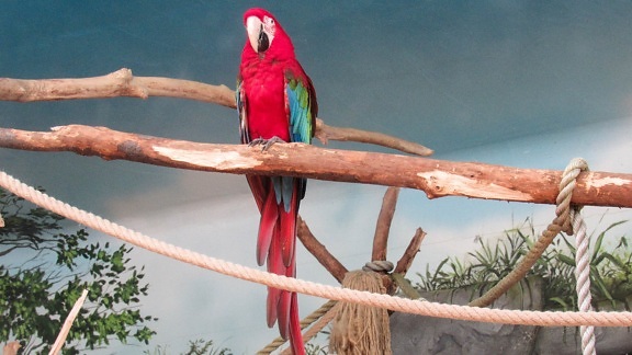 vermelho, pássaro tropical, animal, papagaio, Arara, vida selvagem, pássaro, bico
