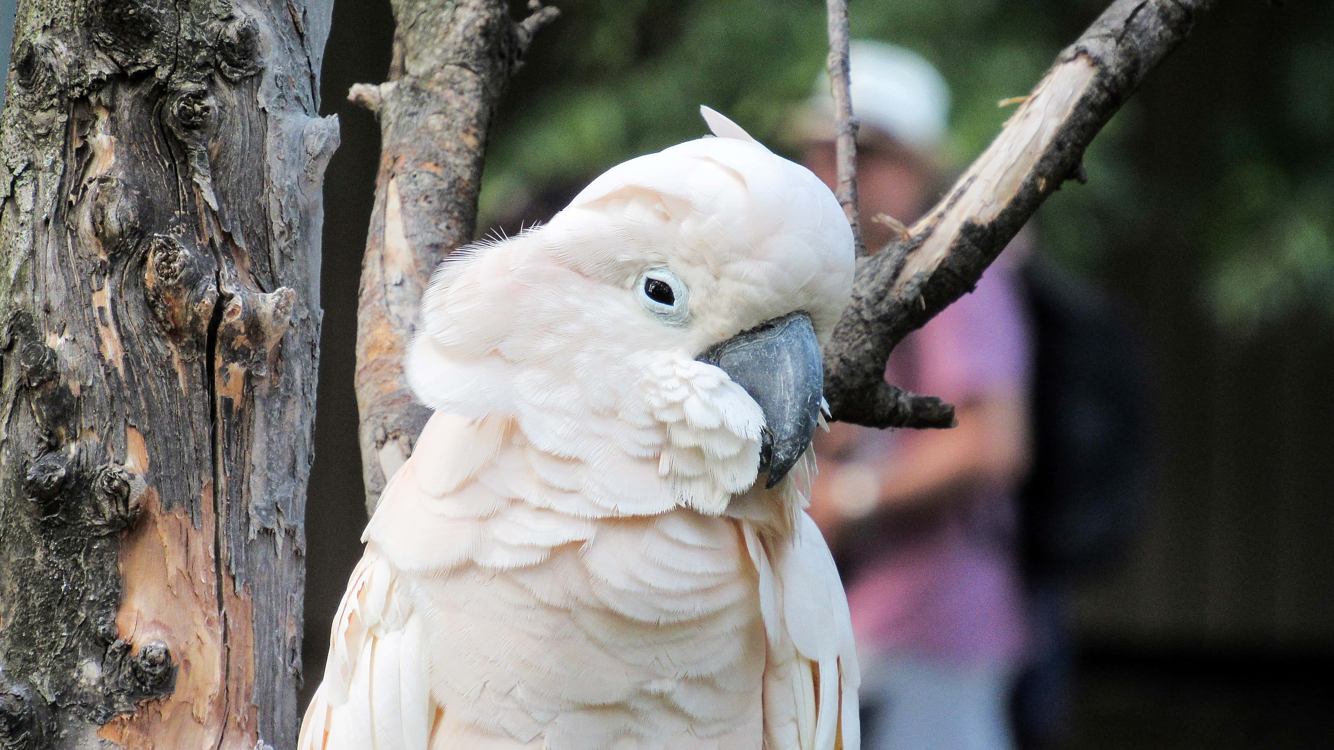 フリー写真画像 白 羽 鳥 オウム くちばし 野生動物 自然 動物