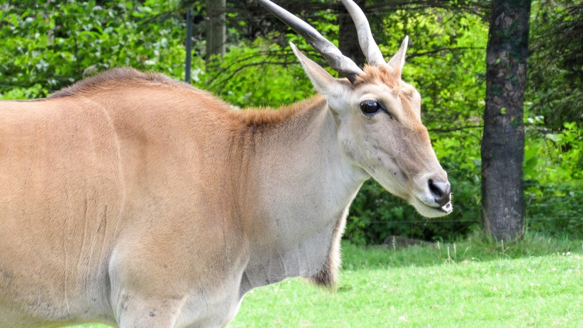 horn, wildlife, antelope, animal, equine, grass, nature, wild