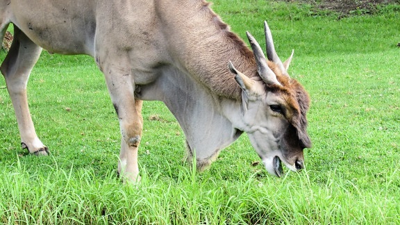 antelope, grazing, head, horn, wildlife, animal, grass, nature