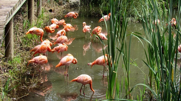 flamingo, wading bird, pond, nature, lake, aquatic bird, water, wildlife